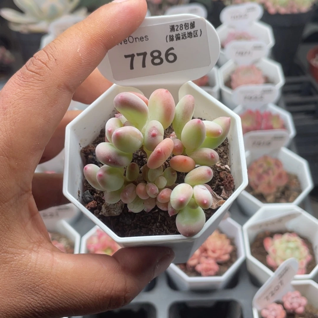 7786苹果奶5.0厘米