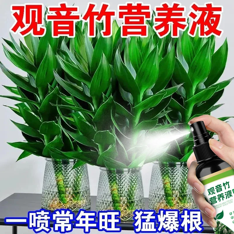 观音竹富贵竹营养液水培土培盆栽一喷绿防黄叶枯萎促生长液体肥料
