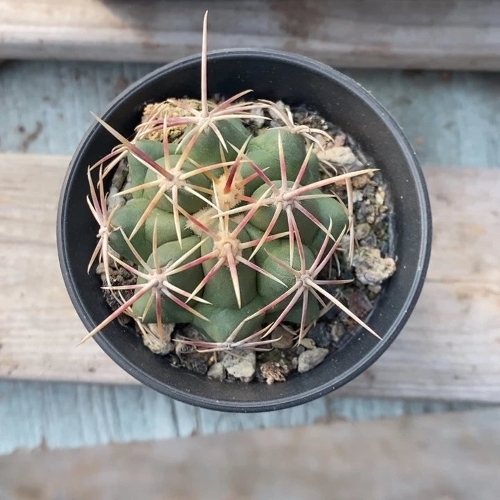 实生大红鹰特价包邮