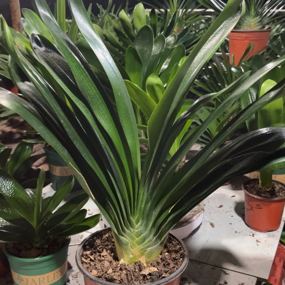 当前无花栽培后可以开花