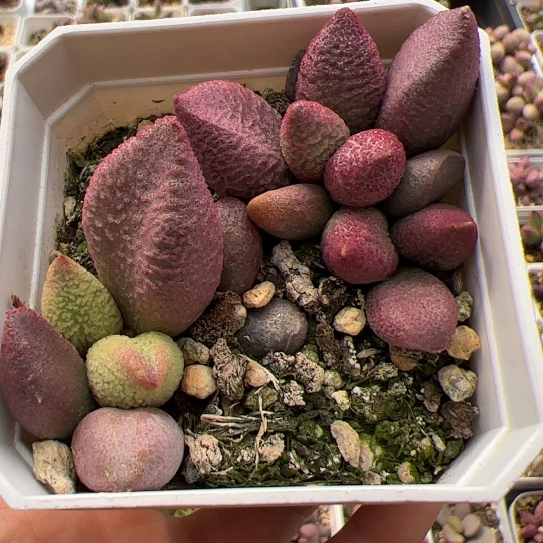 两颗一起整盆多肉植物水泡