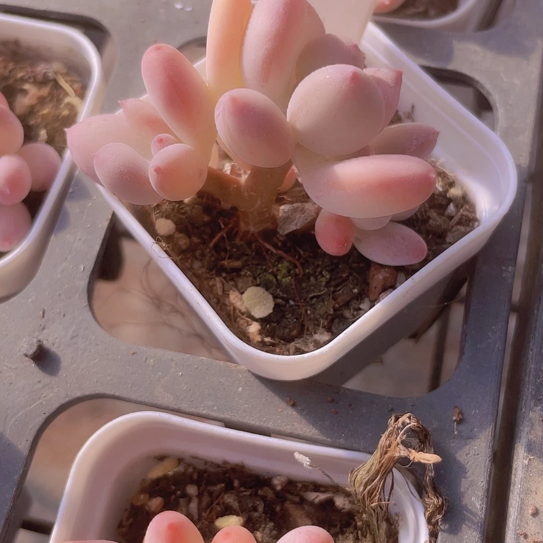 ?*墨苹果奶e010一物一拍