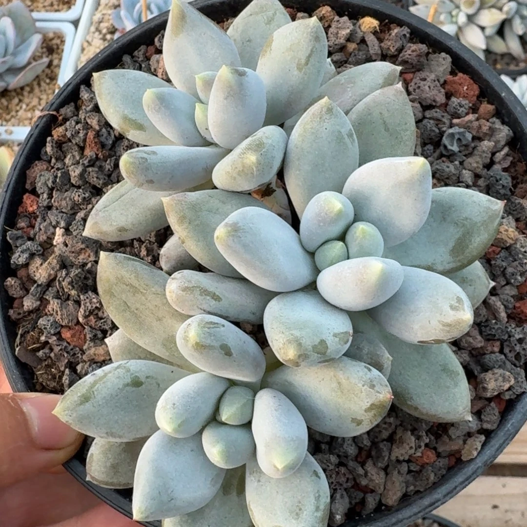 黄体胖体哥特无砍满38包邮