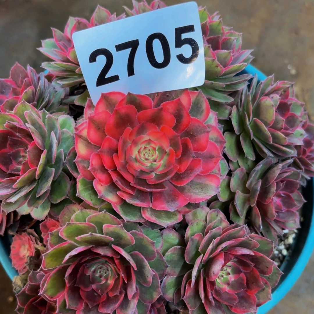 2705多肉植物红花郎