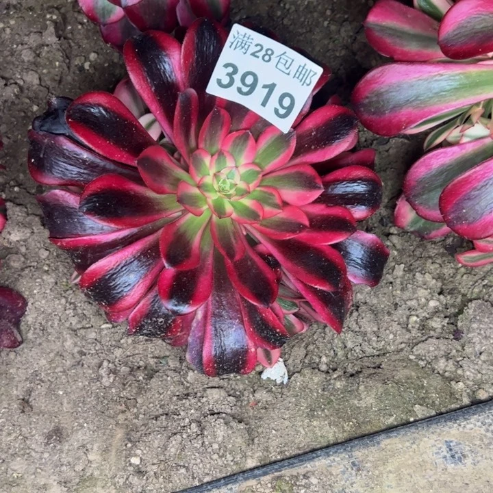 3919美杜莎多肉植物