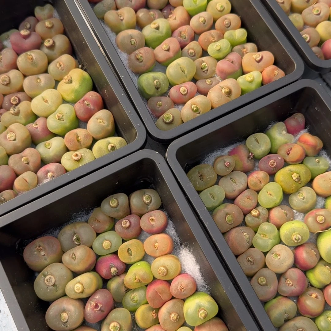 超多颗毛汉尼福利一筐保40颗