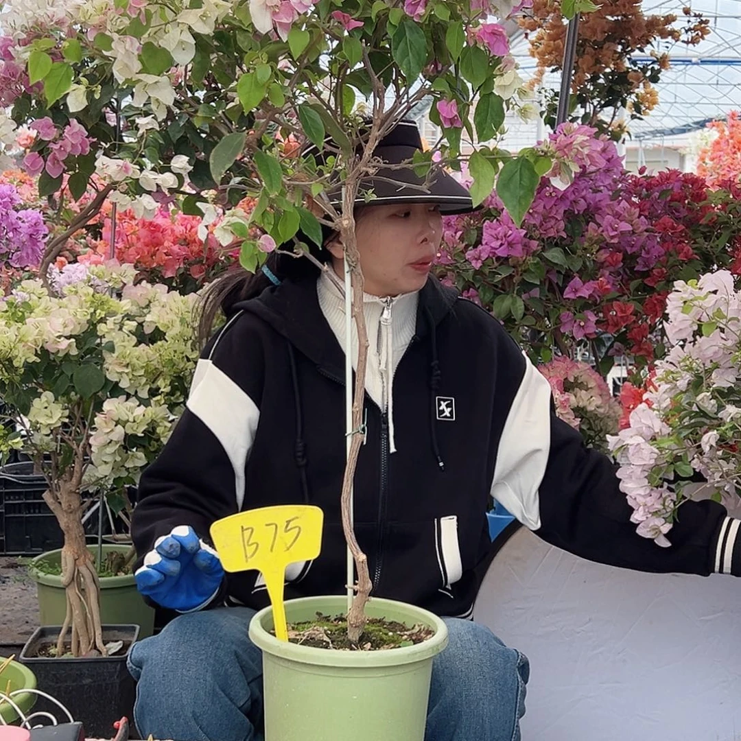 明***天大部分花苞少量开放B75广红樱