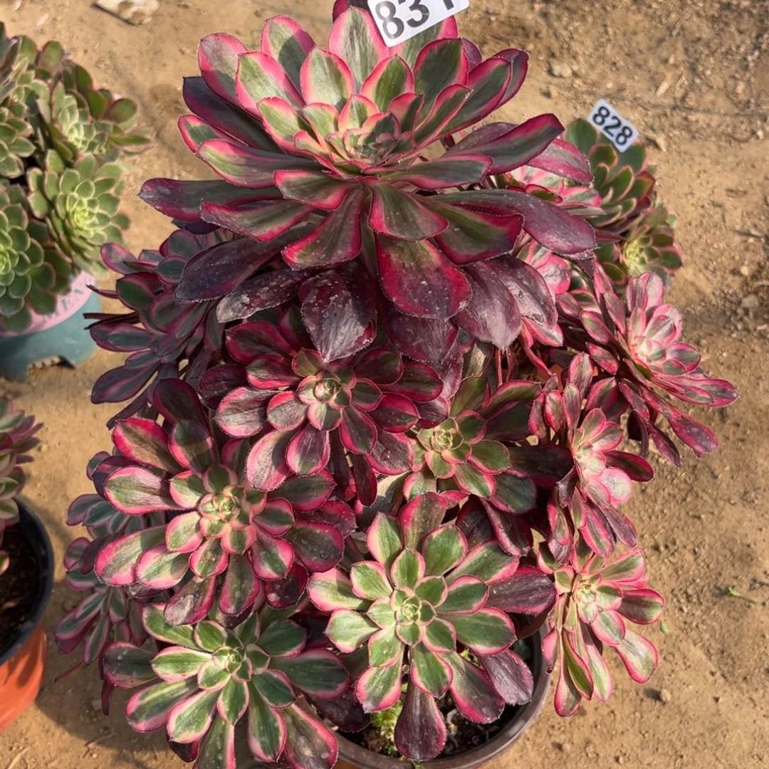 831丽娜变异多肉植物