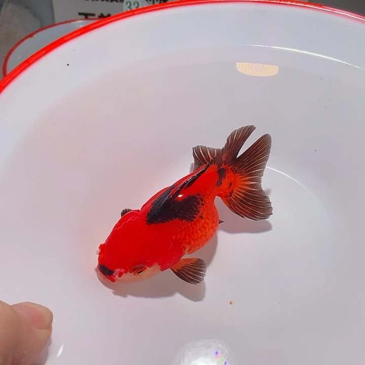 狮头鱼德元观赏鱼356
