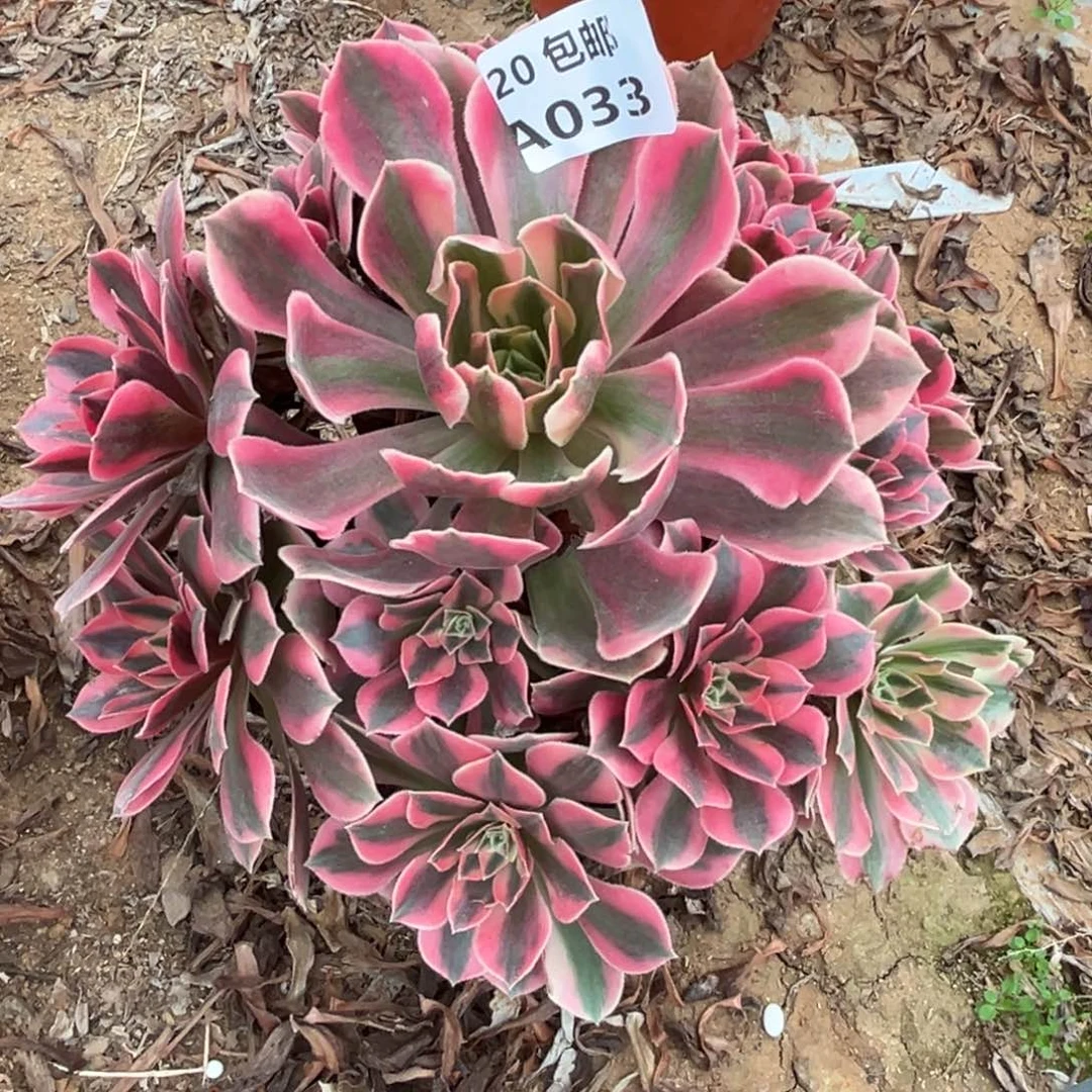 033女妖，满20包邮