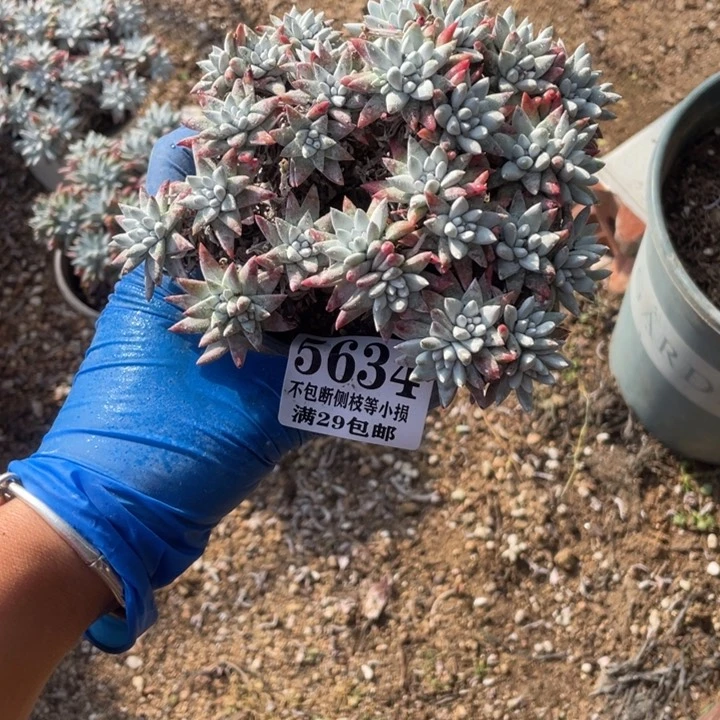 634号白菊多肉植物