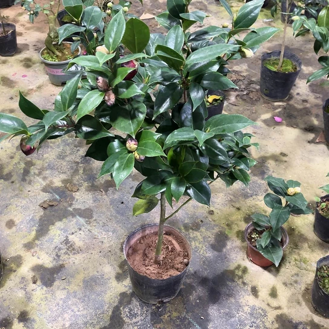 完全开放黑色系 双墨