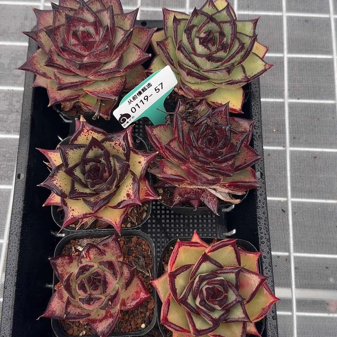 从前慢甄选多肉0119-57