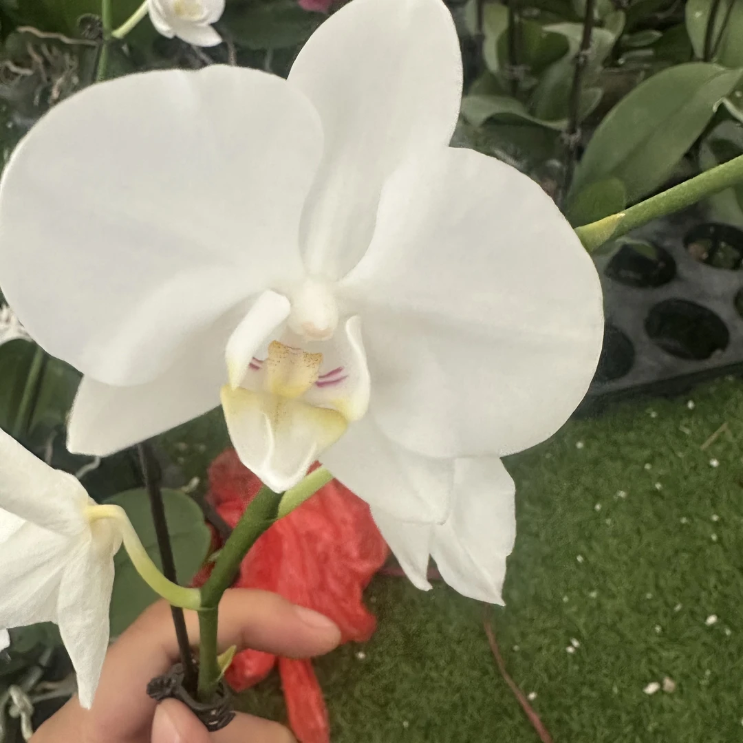 [阿玛3.0寸]蝴蝶兰鲜花盆栽