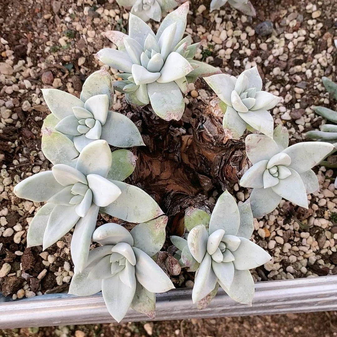 【闪购商品】哈哈哈流丹白豪多肉2252