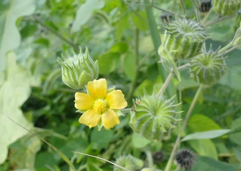 大博老师专属（苘麻子种子）
