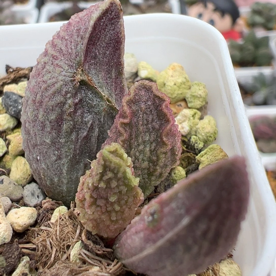 实生新品大苗多肉植物水泡