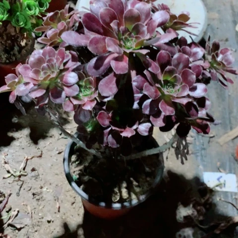 天***淡圆叶多肉植物法师30号