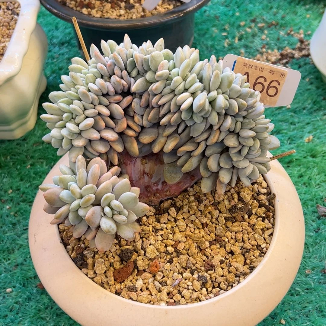 粉兔缀，，，，，，，，，，，，，，，，，