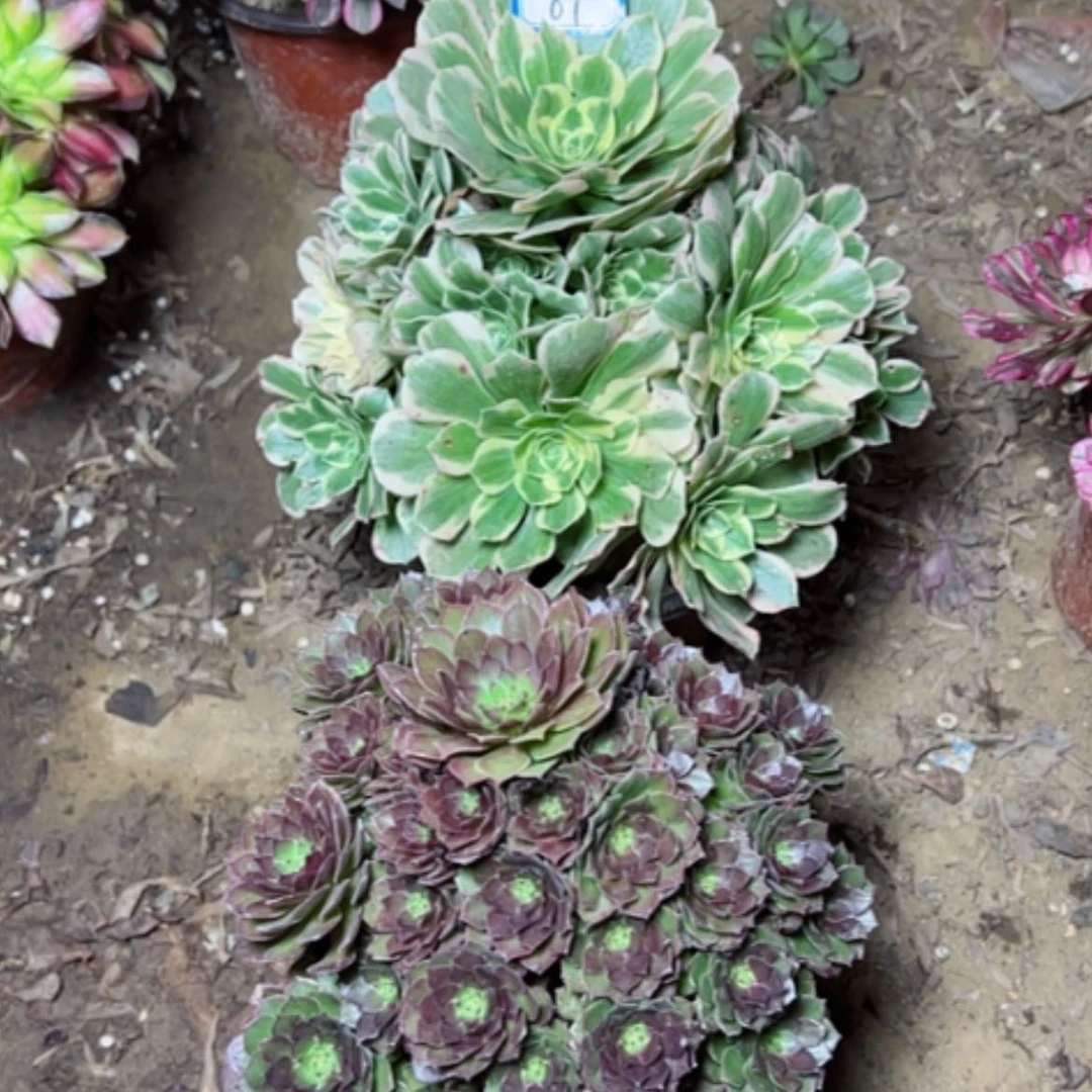 【闪购商品】幸****子断枝不包61