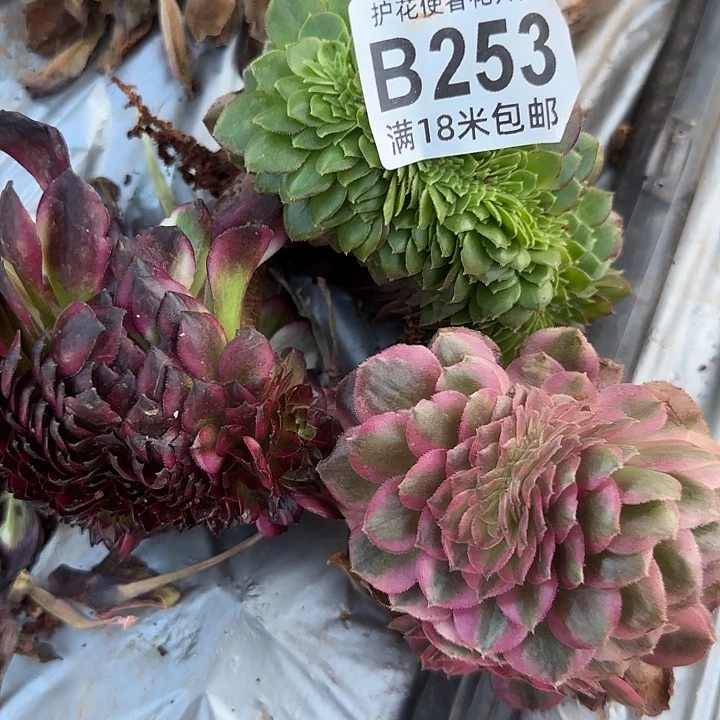 多肉法师淘宝福利