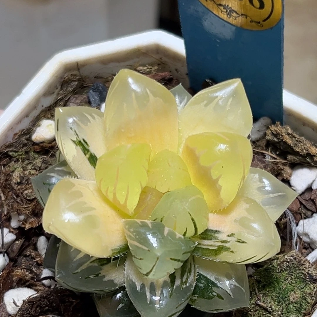 恭喜发财大吉大利0368