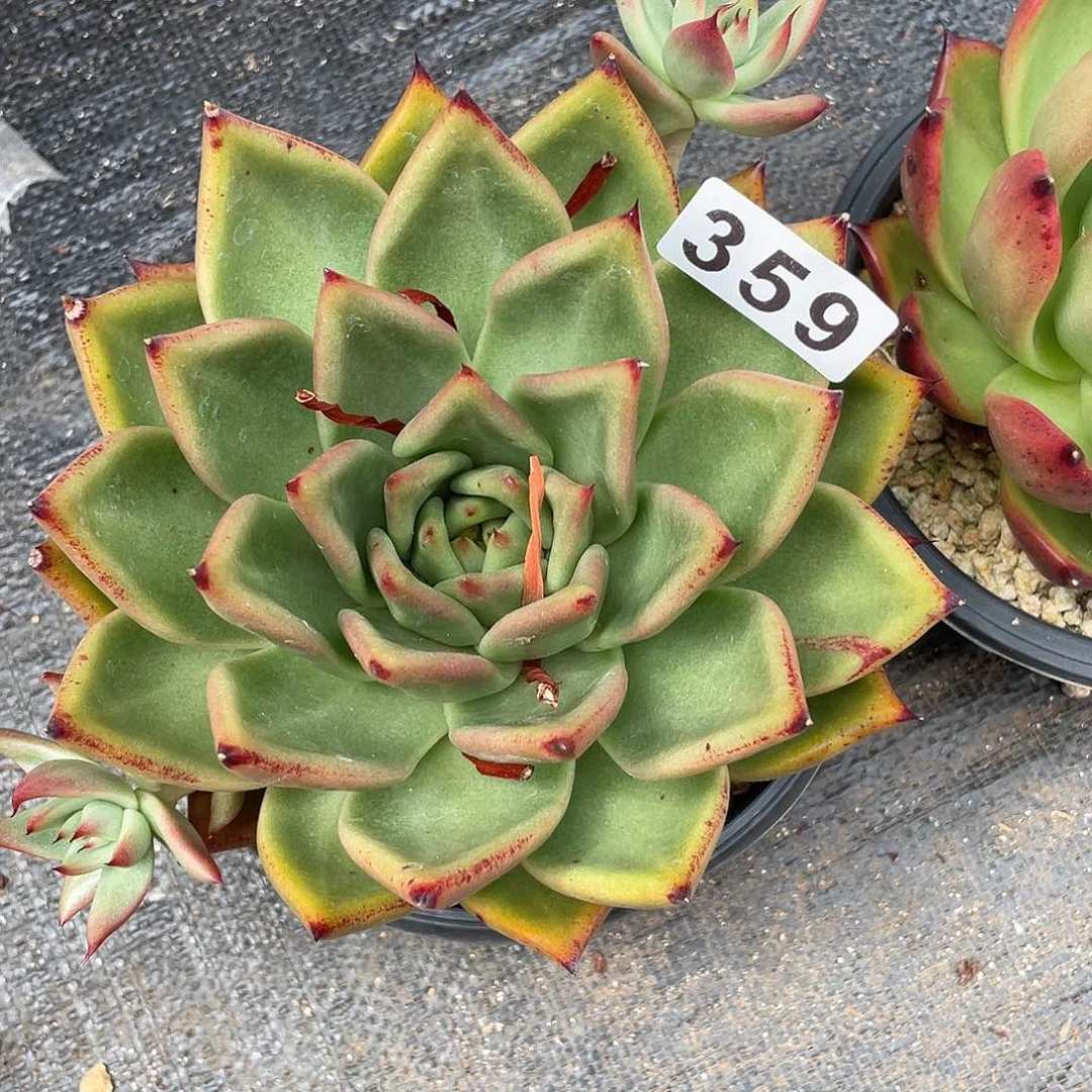 若如东云组拍359