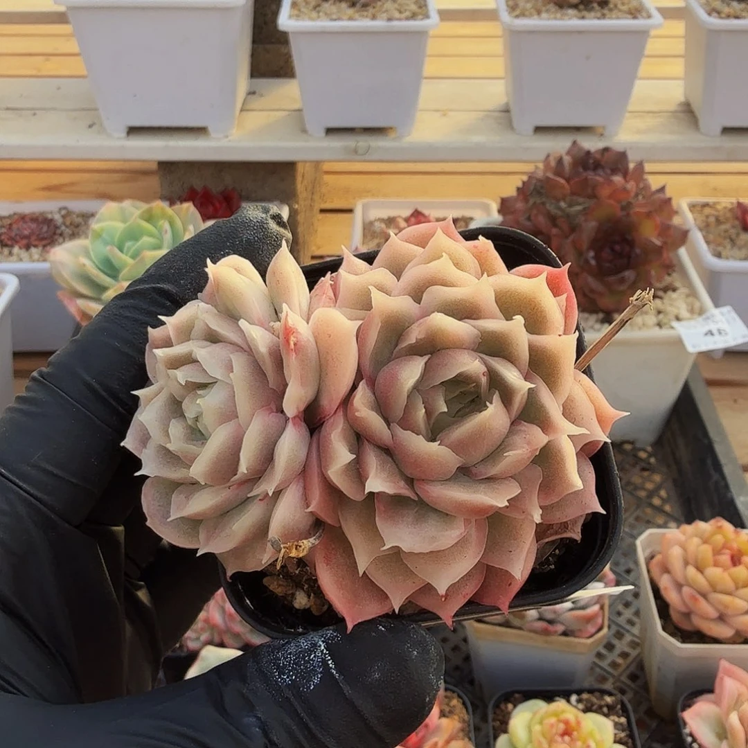 0101-52虾饺双头a