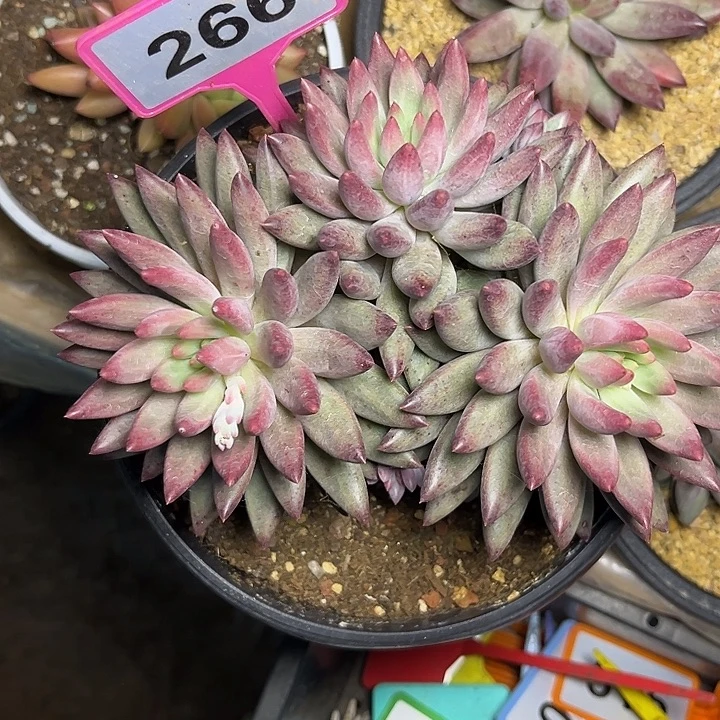 多肉植物胖体虞美人266