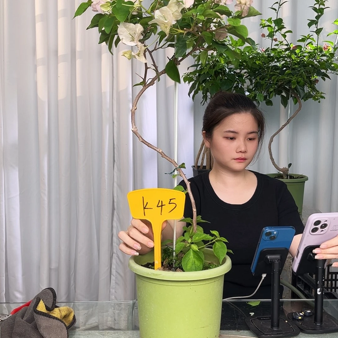 当前无花栽培后可以开花天**空K45暗班丽人