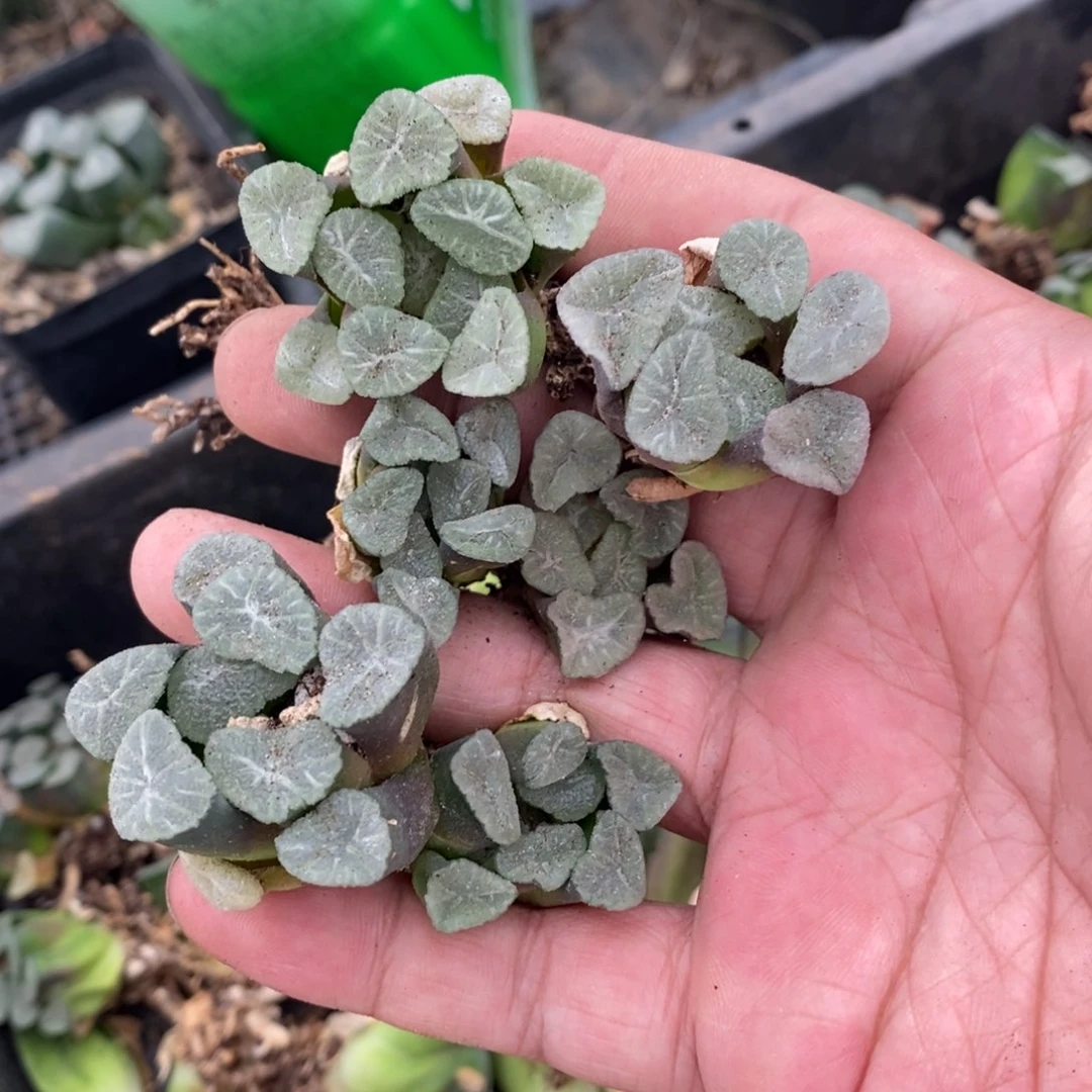 918 一颗实生空明湖万象小鼻嘎 超级福利