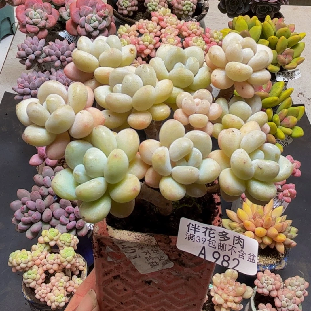 982白奶糖10cm多肉