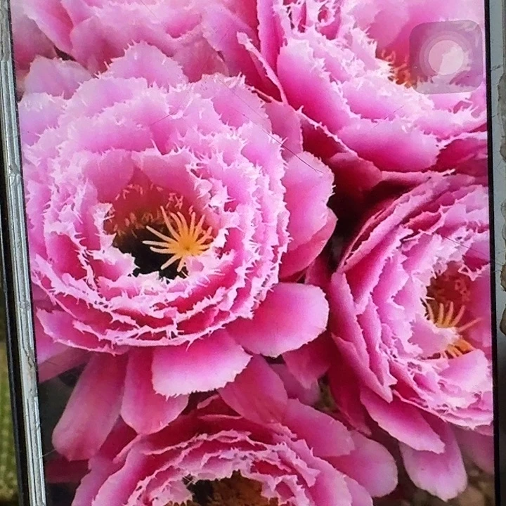 芸儿根冠服6公分以上毛花柱