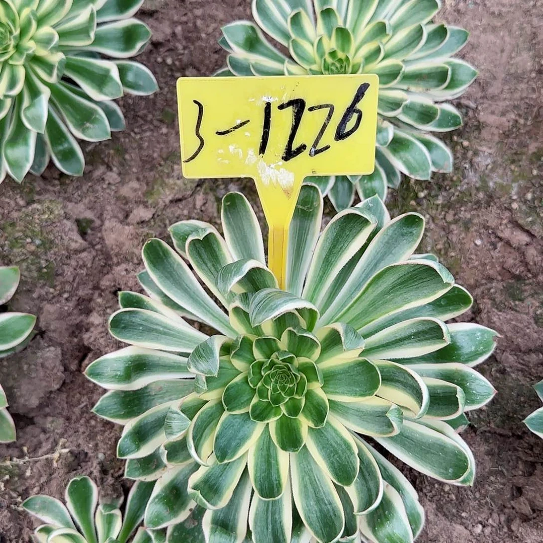 3-1226+-+多头多肉植物