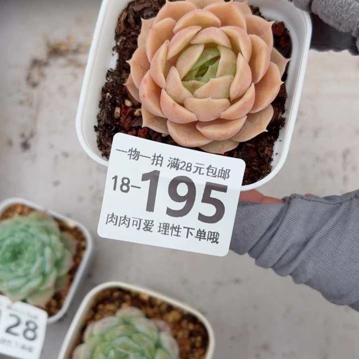 昂斯诺多肉无盆土发货多肉多