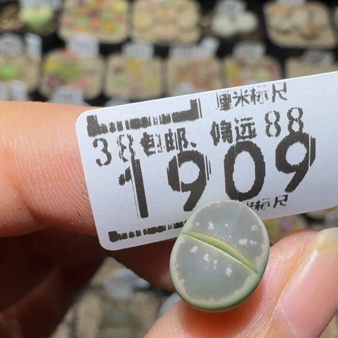 斗***者Ssss精品生石花1909