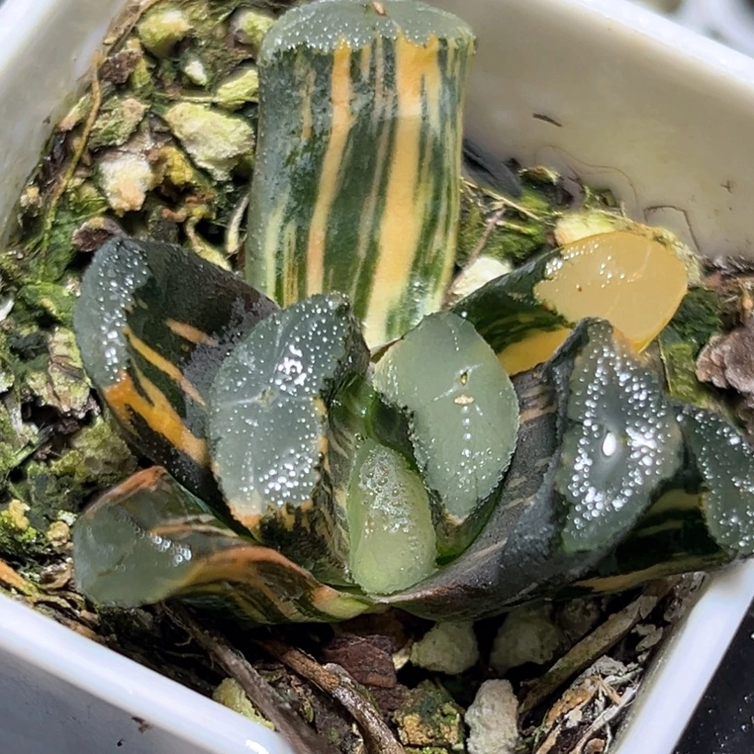 恭喜发财大吉大利4551