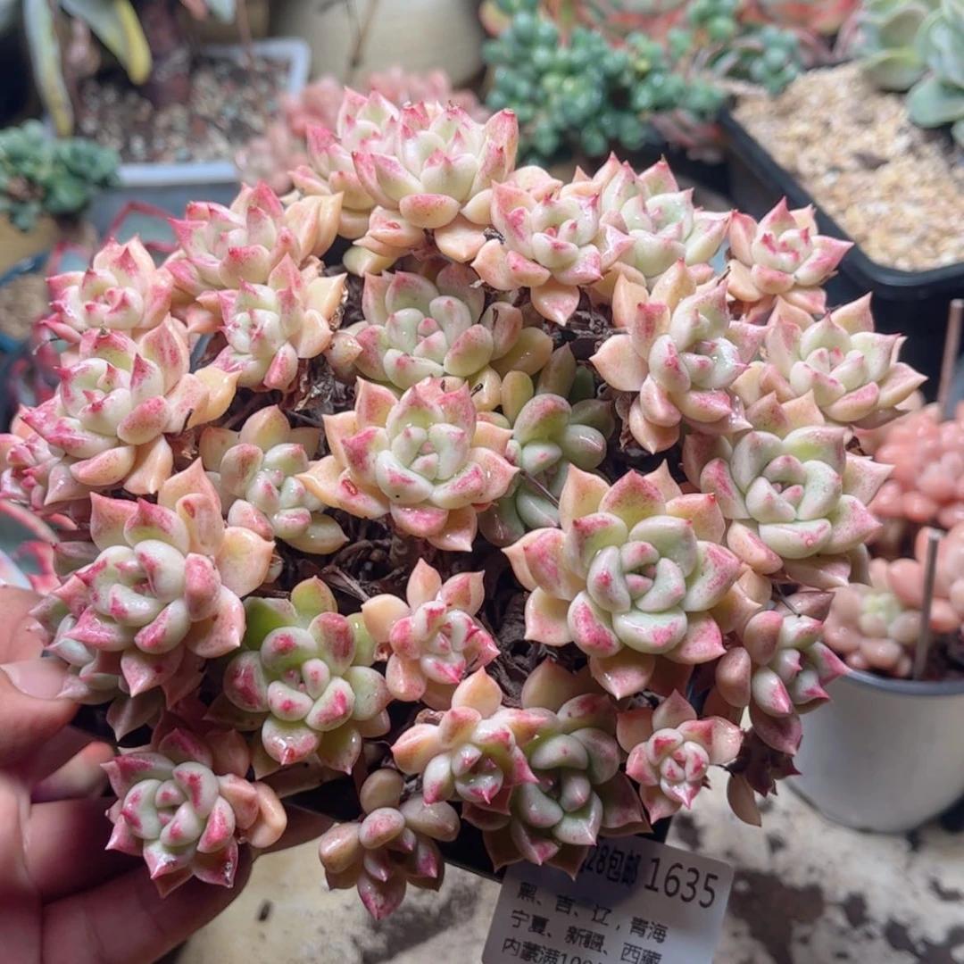 【闪购商品】1635璀璨