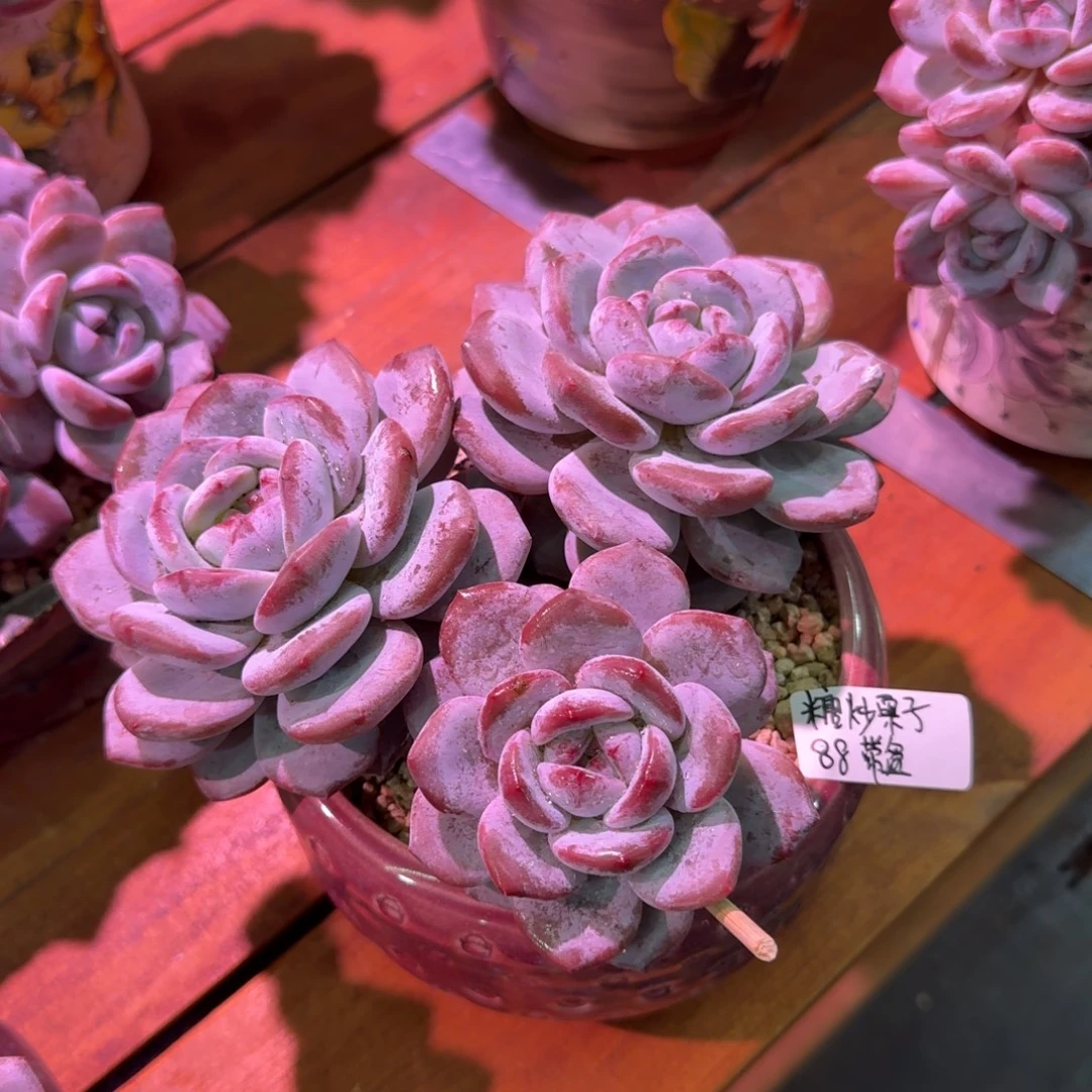 糖炒栗子橙梦露带盆