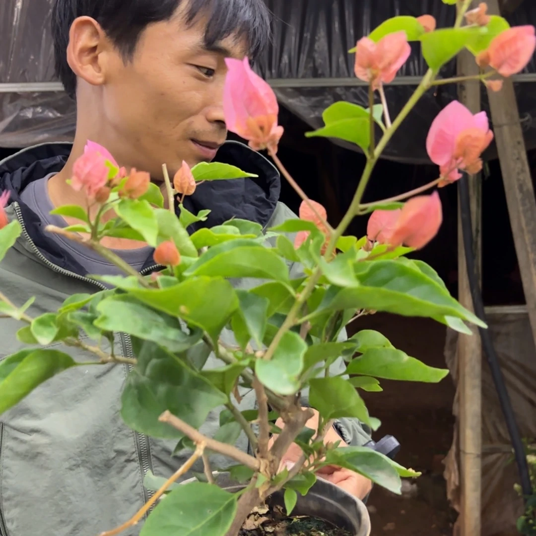 全部花苞（橙粉公主）三角梅会落花落叶会光杆苗有大有小