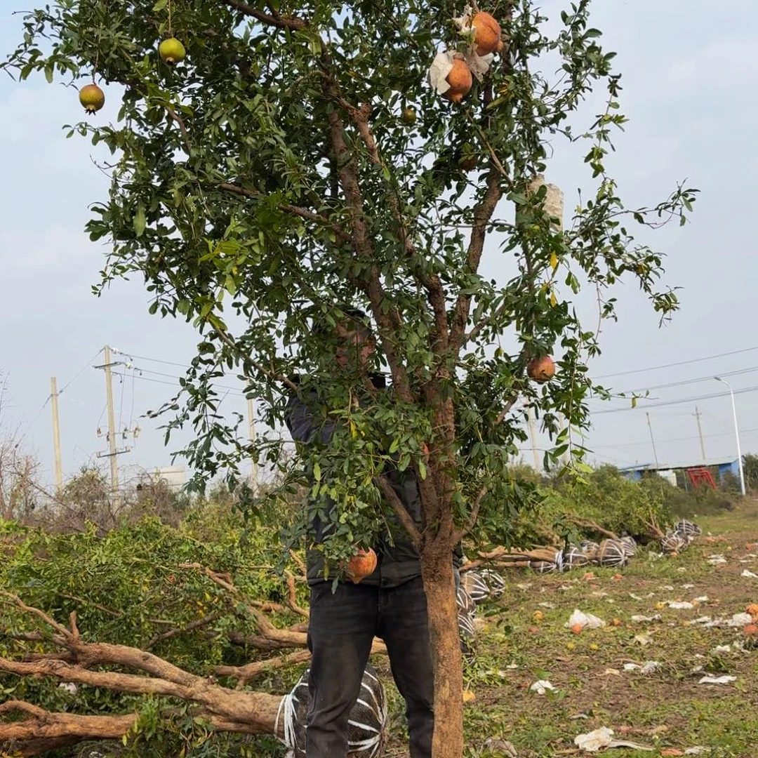 完全开放完全开放