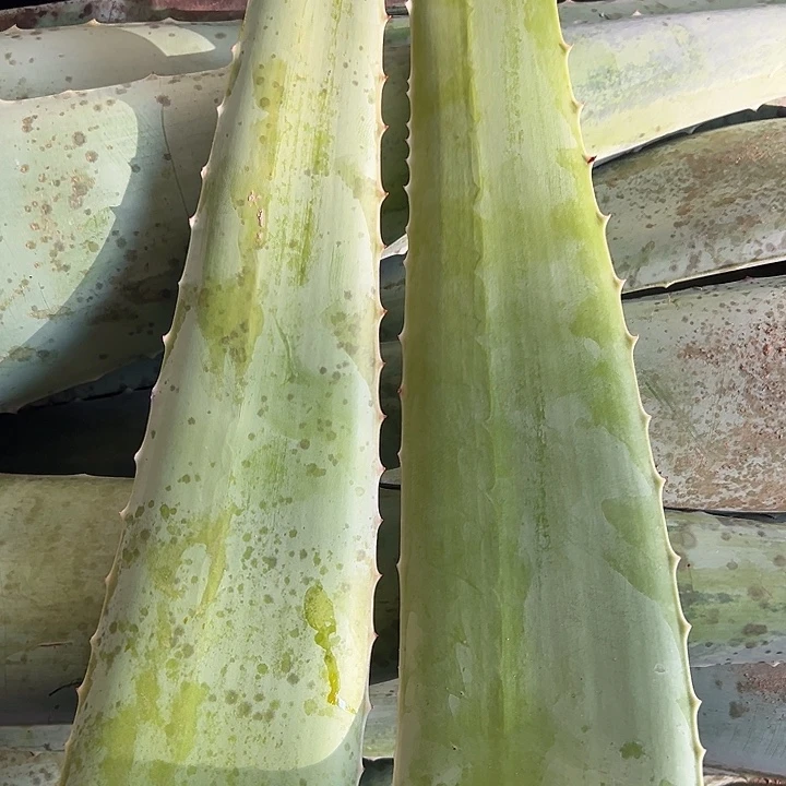 2片食用叶片，700一800克左右