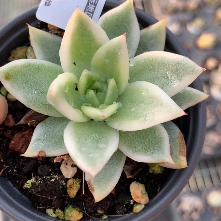 无花朵雪白玛丽亚1440