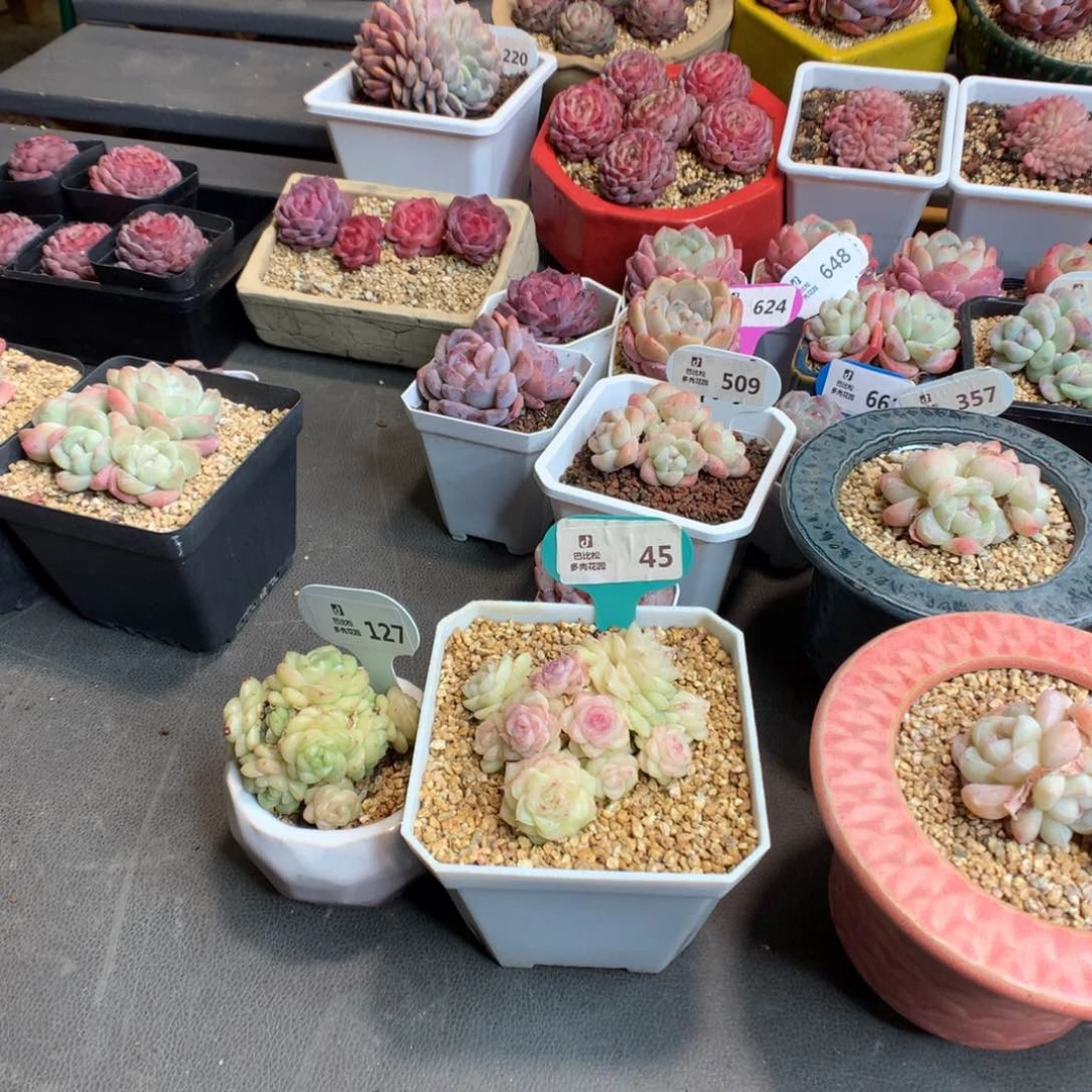 反*序45-127 两个美肉