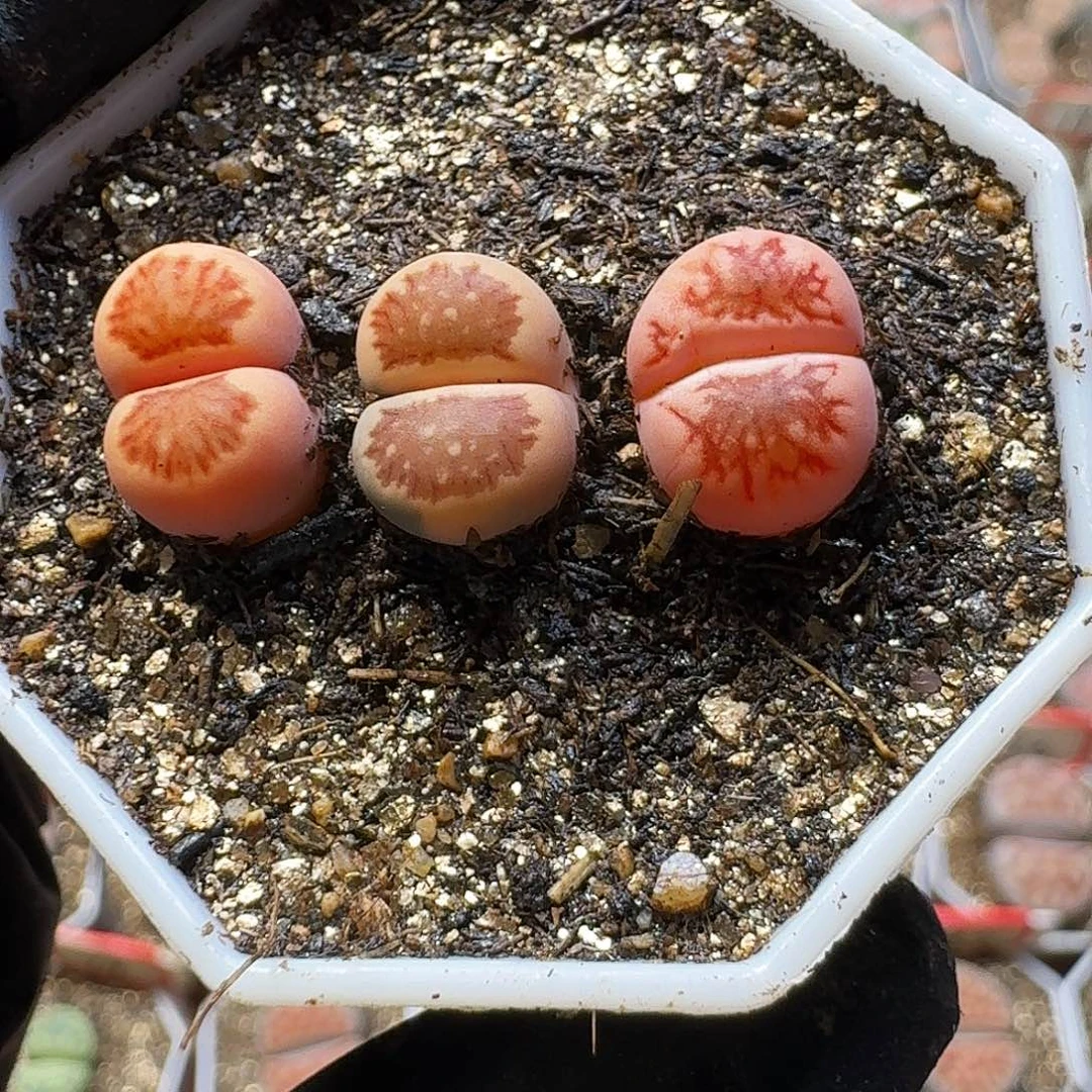 生石花23:：。 38。 1.2左右