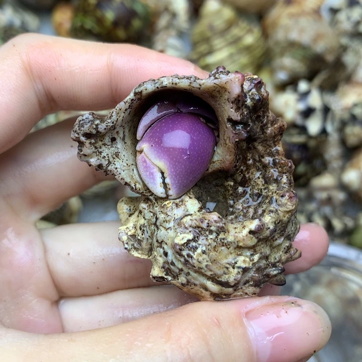 32h异形壳短腕一个