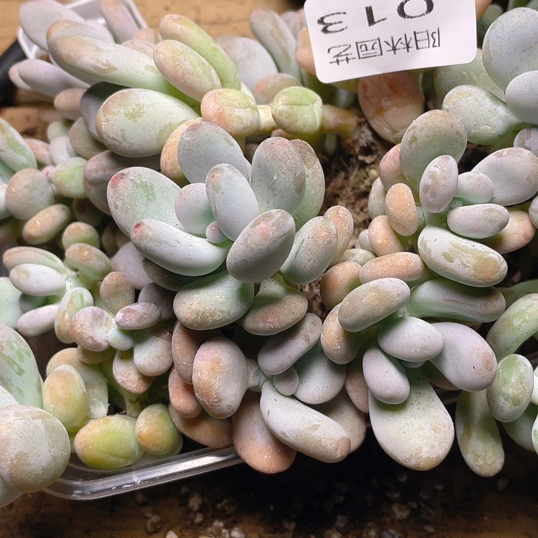多肉植物多肉植物13
