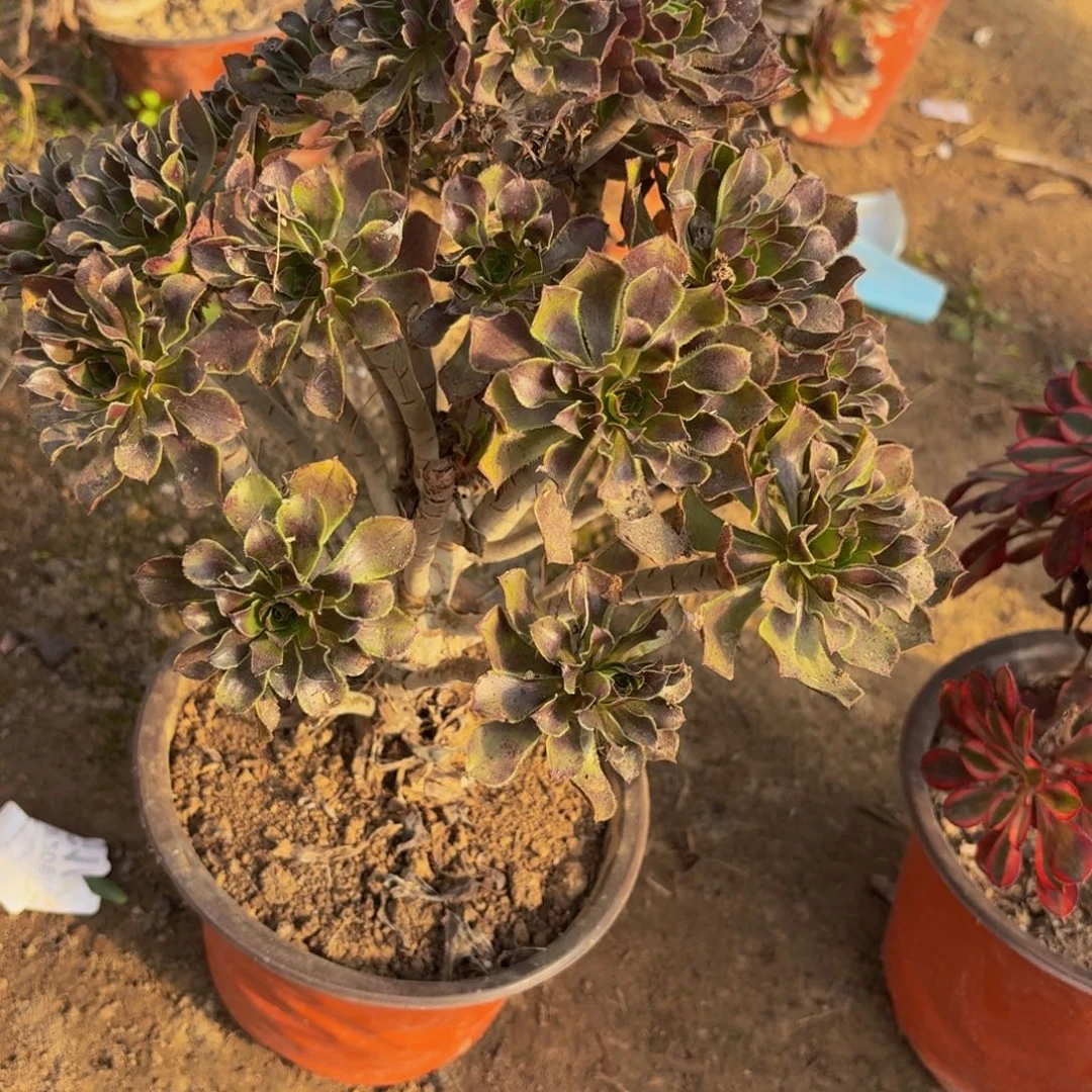 513多肉植物捧花的时候