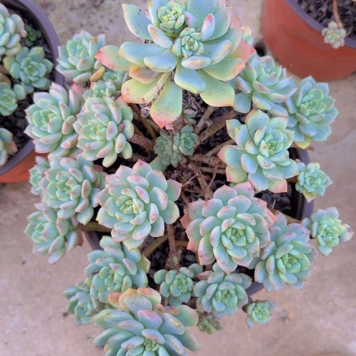 篮苹果杂大群生老桩