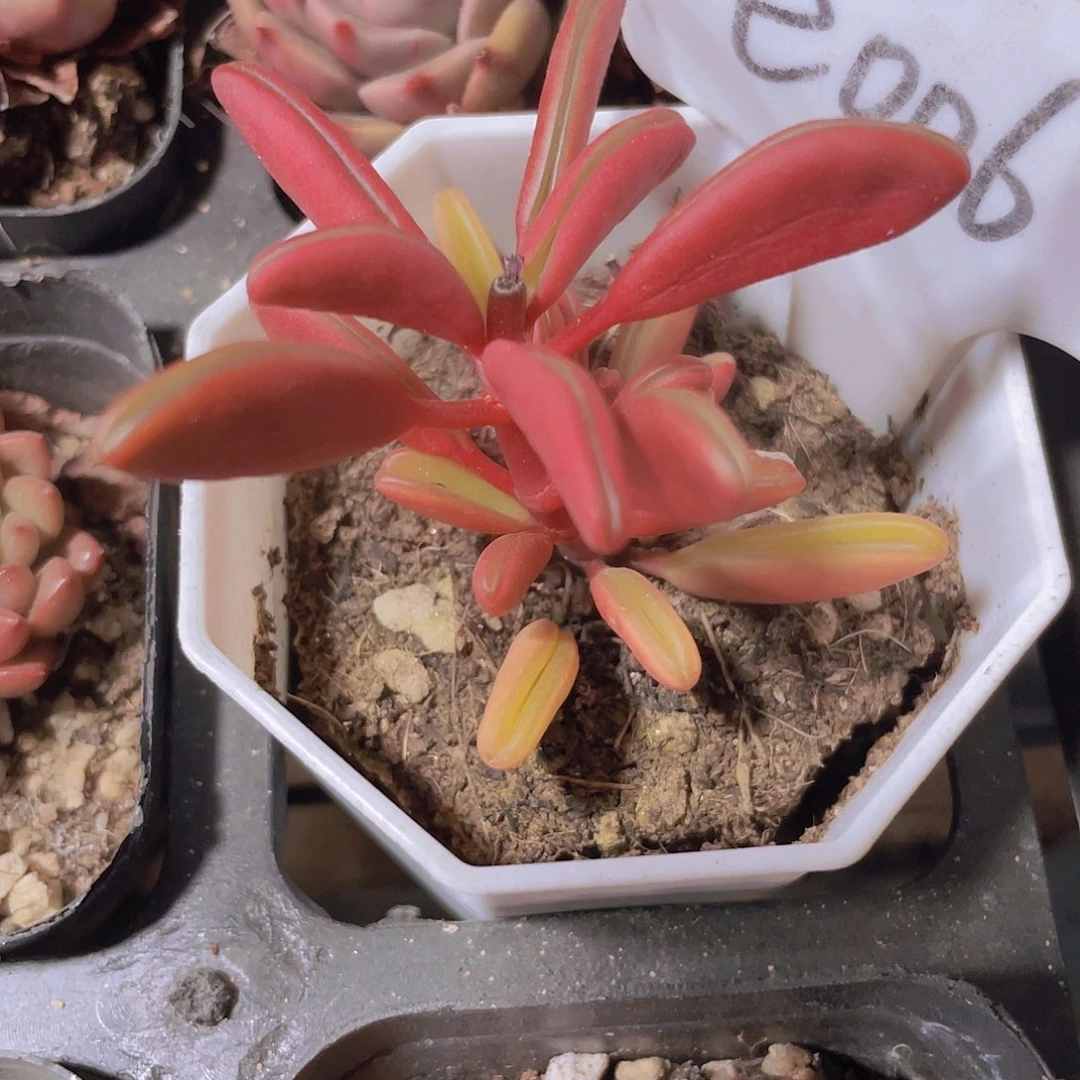 红背胶草e006一物一拍